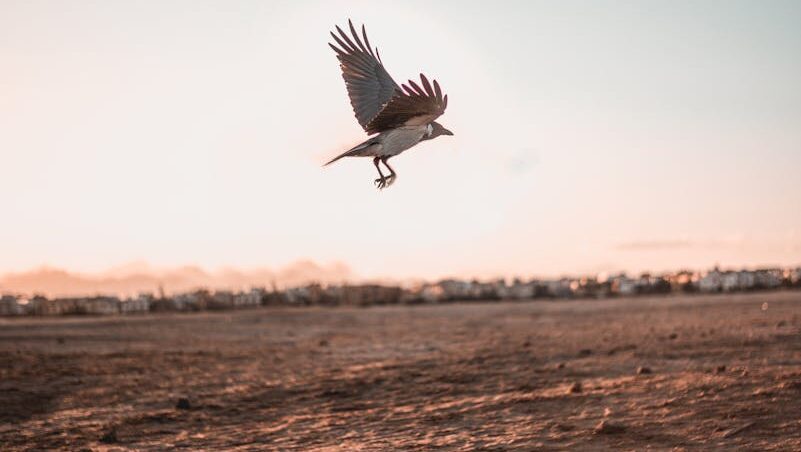 A lone bird flying over a barren desert landscape