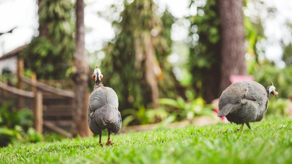 Two guineafowls foraging on the ground,