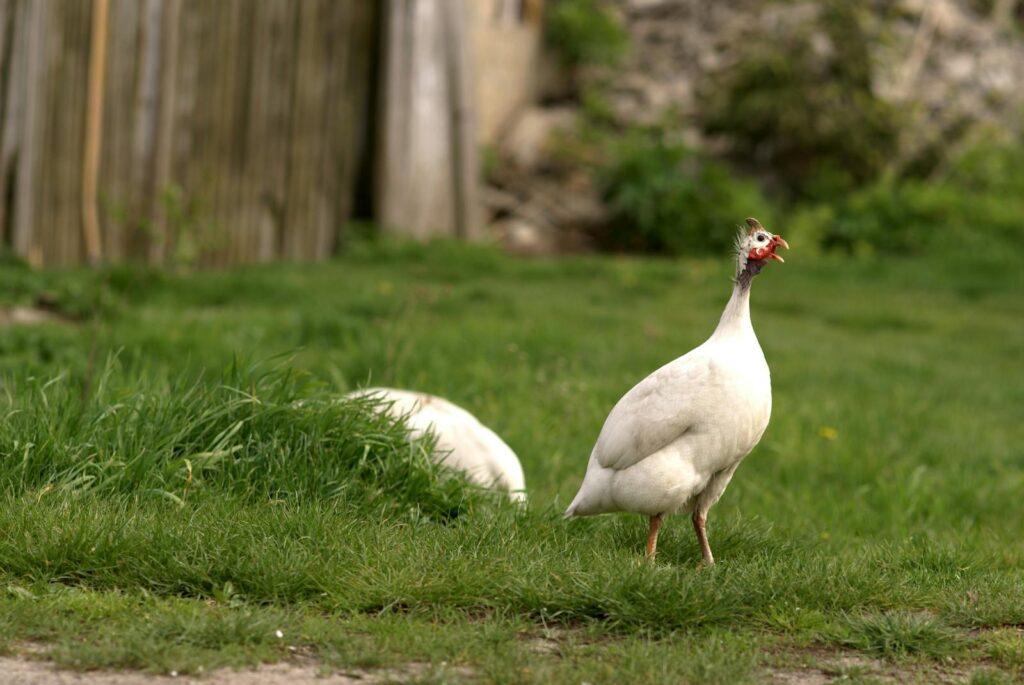 A close-up of a domestic guineafowl standing on green grass in a rustic rural setting.