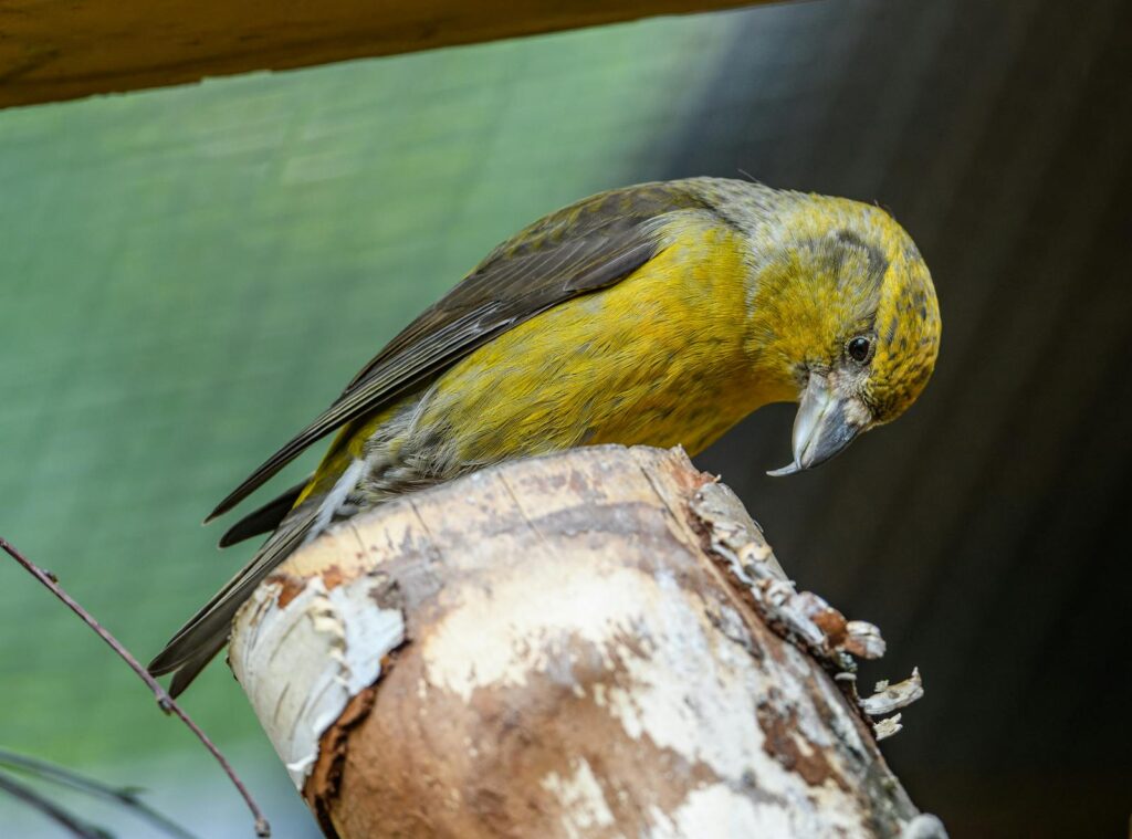 A red crossbill on a branch, showcasing its unique beak.