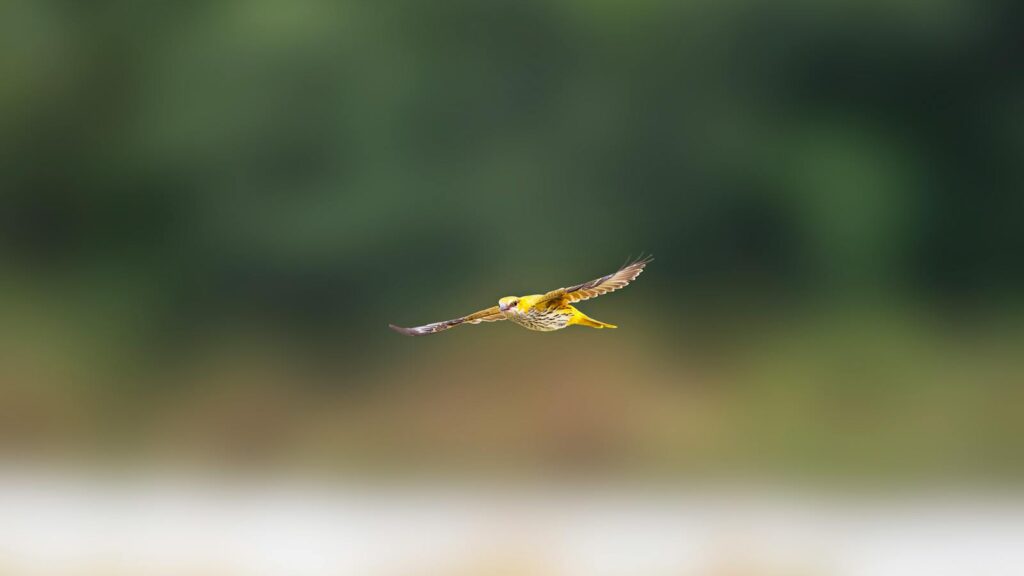 Golden oriole in mid-flight with wings spread against a forest background