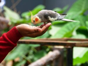 A charming cockatiel perched on a person's hand against a lush green background.