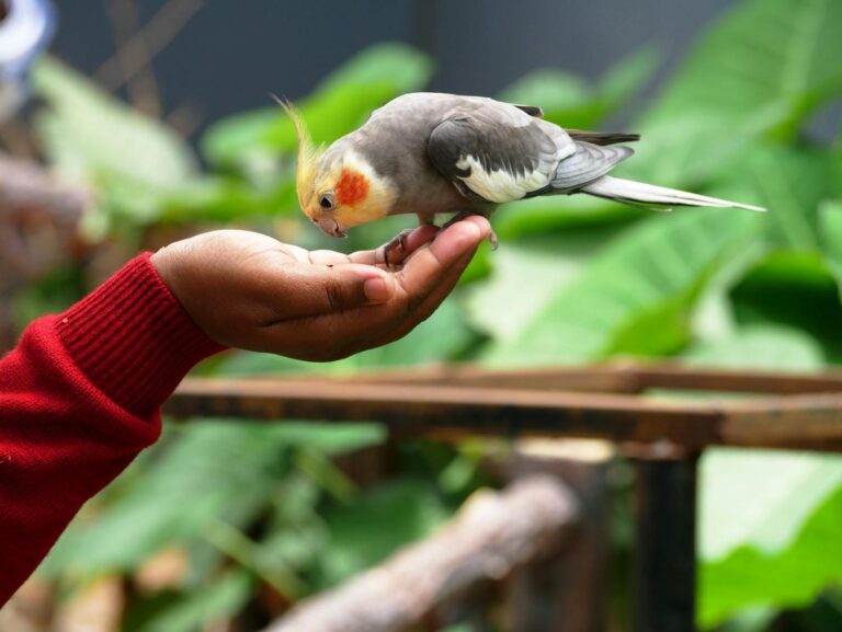 A charming cockatiel perched on a person's hand against a lush green background.