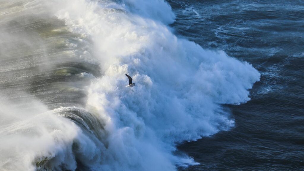 bird flying above the crashing waves