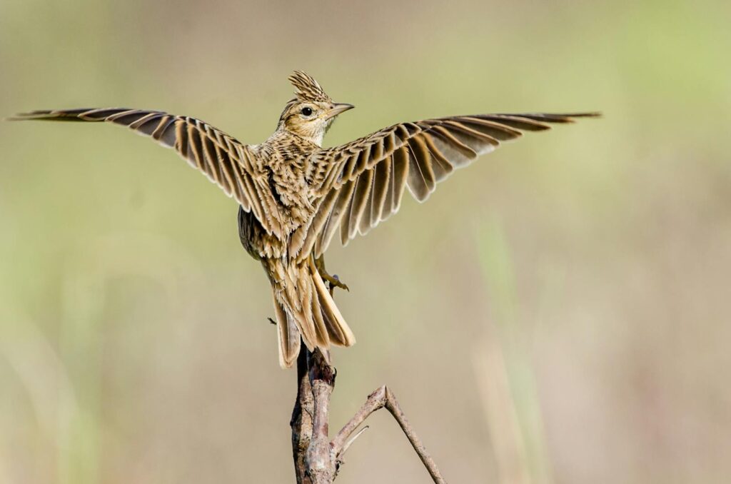A skylark balances gracefully on a branch, wings spread wide. Captured in Islamabad, Pakistan.