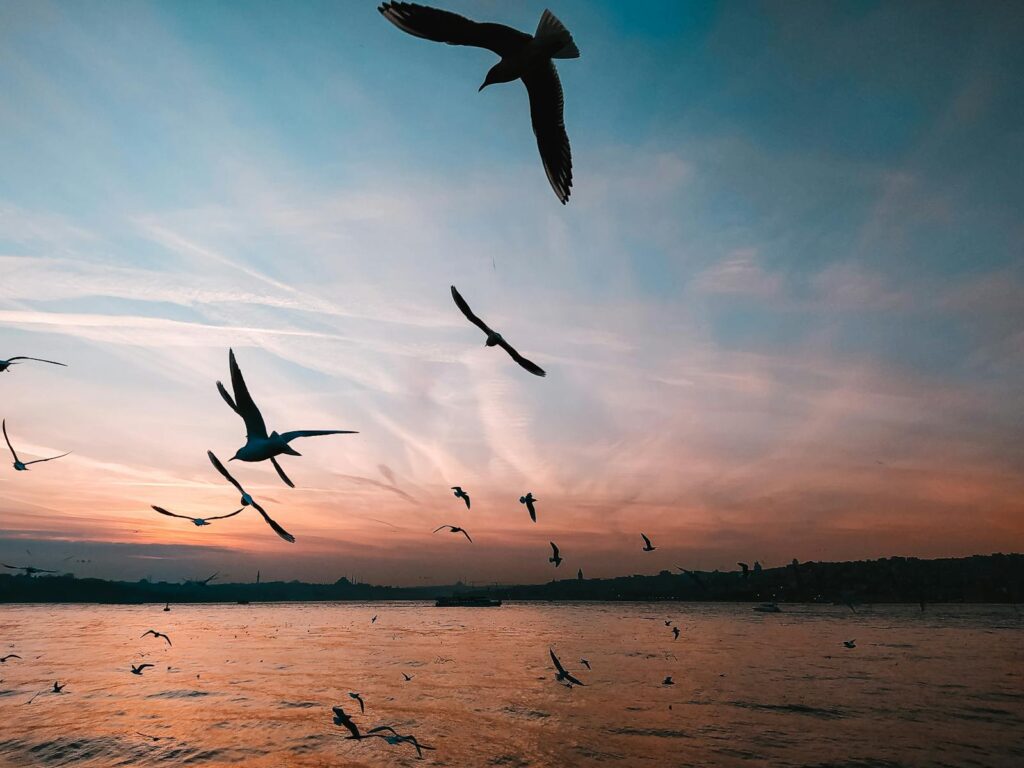Silhouetted seagulls soaring above the Bosphorus in İstanbul during a breathtaking sunset.
