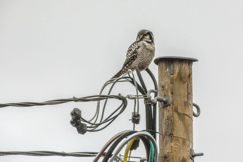 A Northern Hawk-Owl perched on a utility pole with visible wires, showcasing its natural habitat.