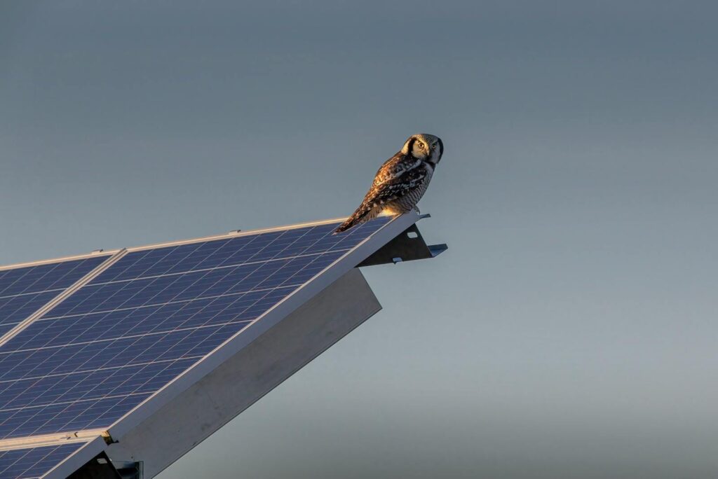 A Northern Hawk-Owl perched on a solar panel against a twilight sky, blending technology and nature.