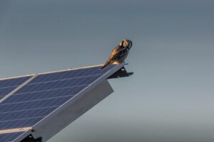 A Northern Hawk-Owl perched on a solar panel against a twilight sky, blending technology and nature.