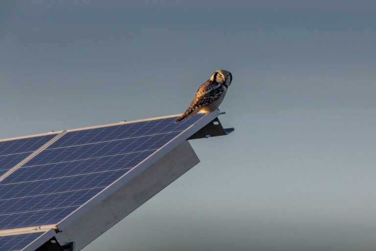 A Northern Hawk-Owl perched on a solar panel against a twilight sky, blending technology and nature.