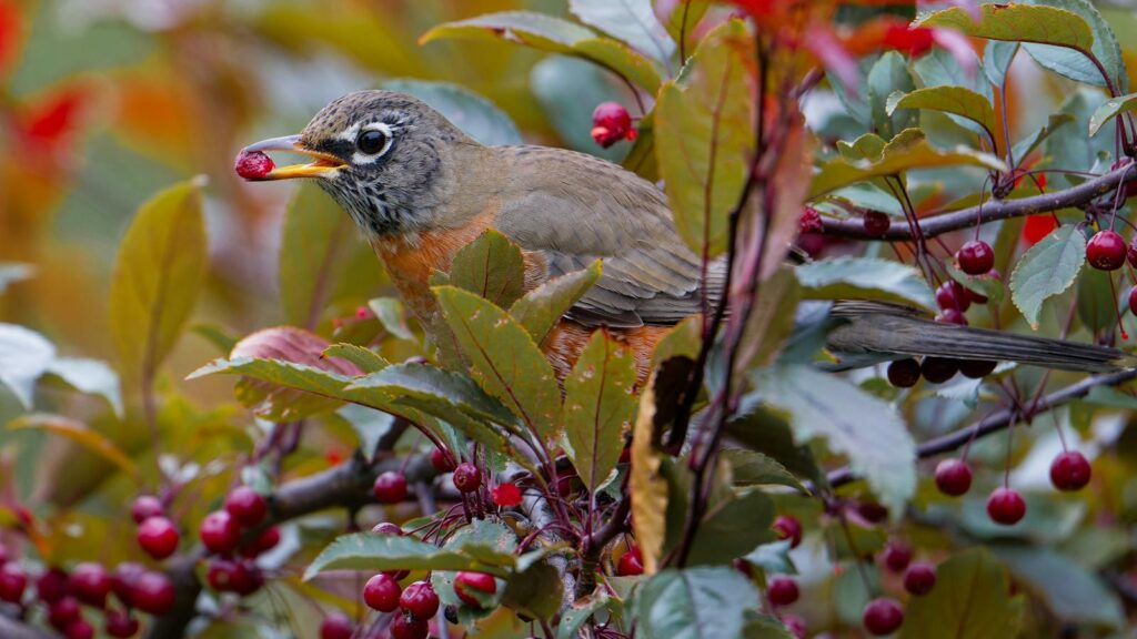 An American Robin eating red berries among leaves.