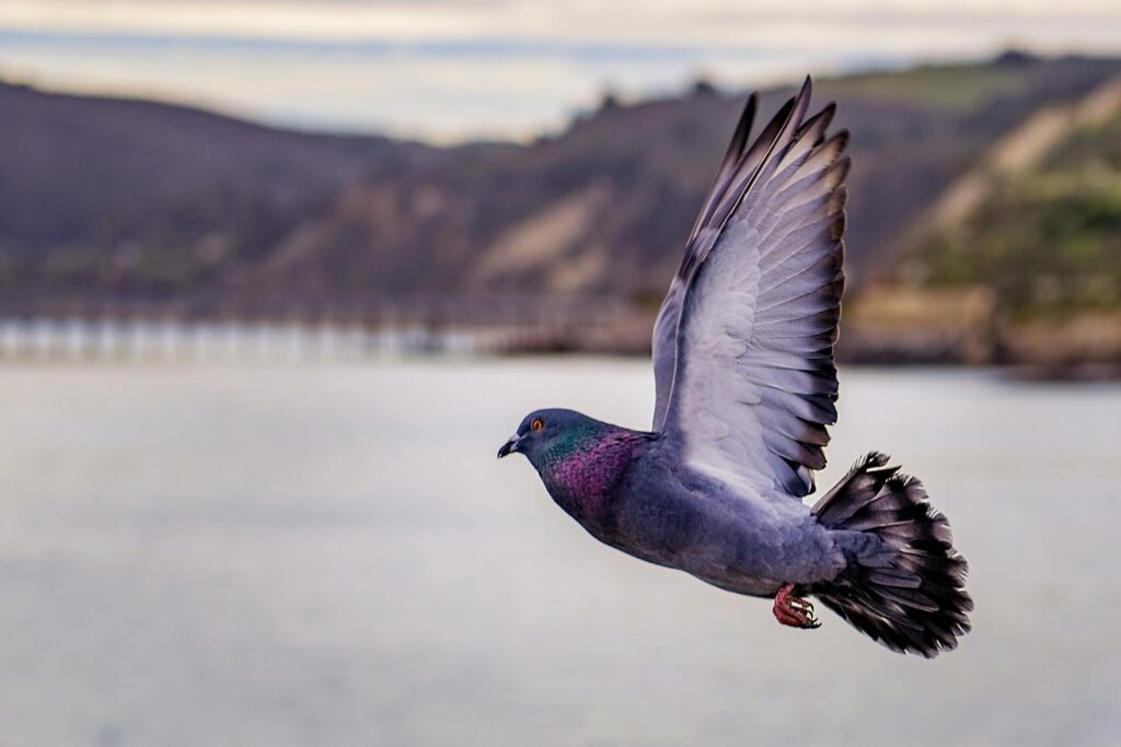 A beautiful close-up of a pigeon flying over water with scenic backgrounds.