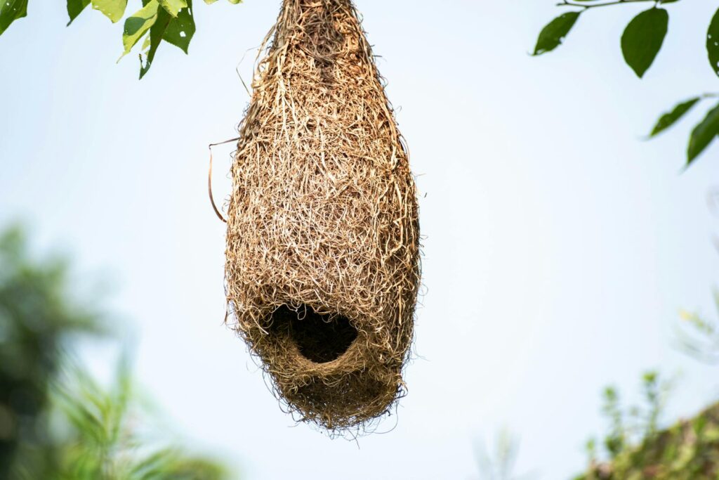 Detailed view of a woven bird nest hanging on a branch, surrounded by green leaves.