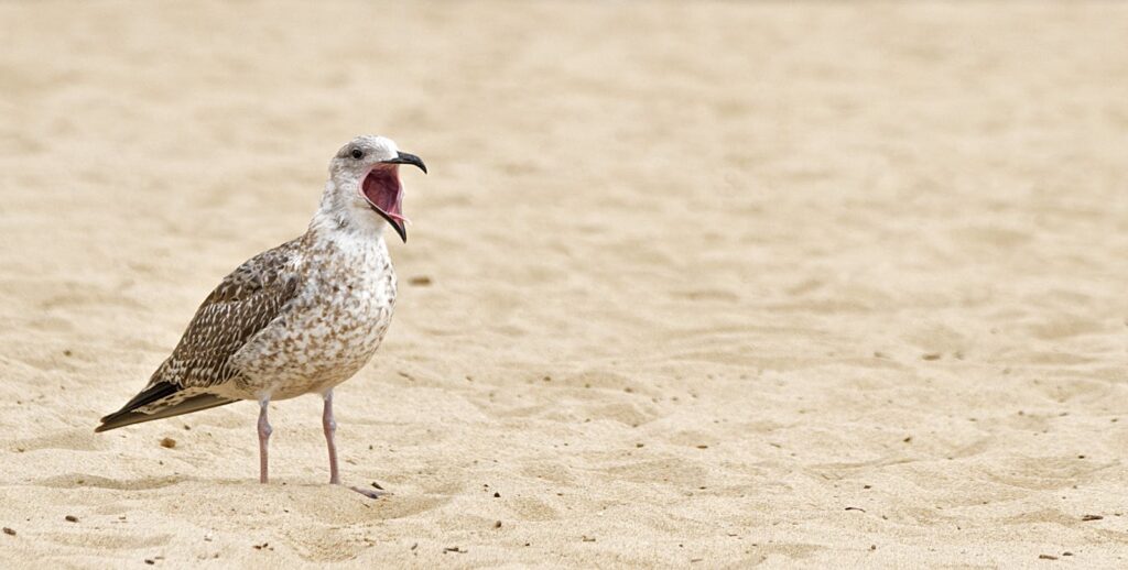 A seagull with open beak standing on a sandy beach, showcasing wildlife in its natural habitat.