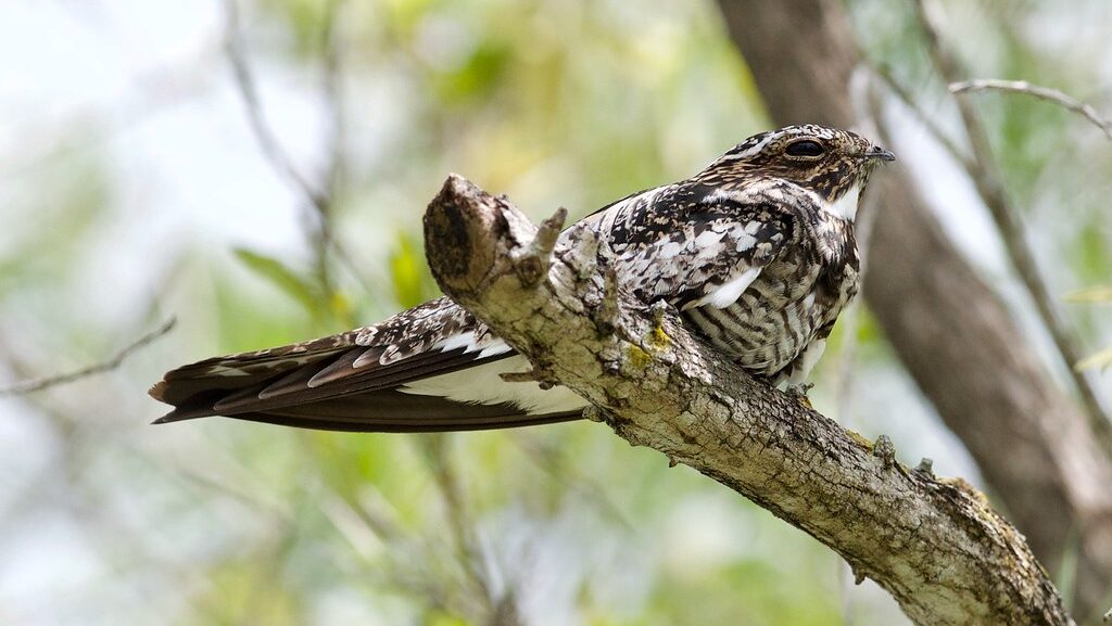 A Common Nighthawk with mottled plumage perches on a branch.