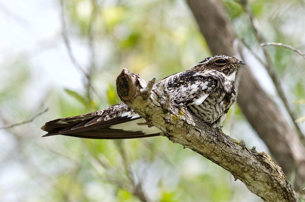 A Common Nighthawk with mottled plumage perches on a branch.