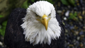 A close-up of a Bald Eagle's face.