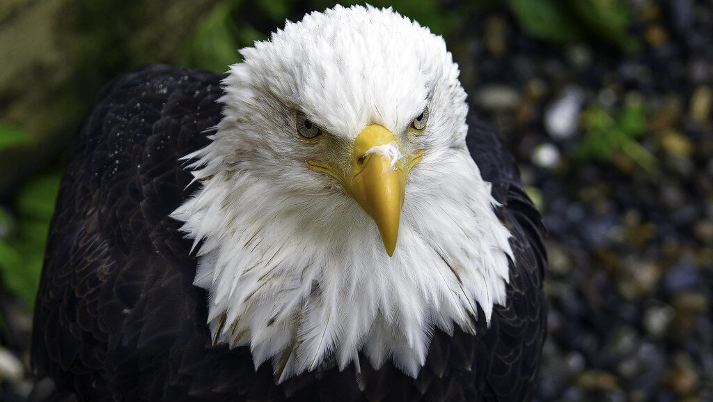A close-up of a Bald Eagle's face.