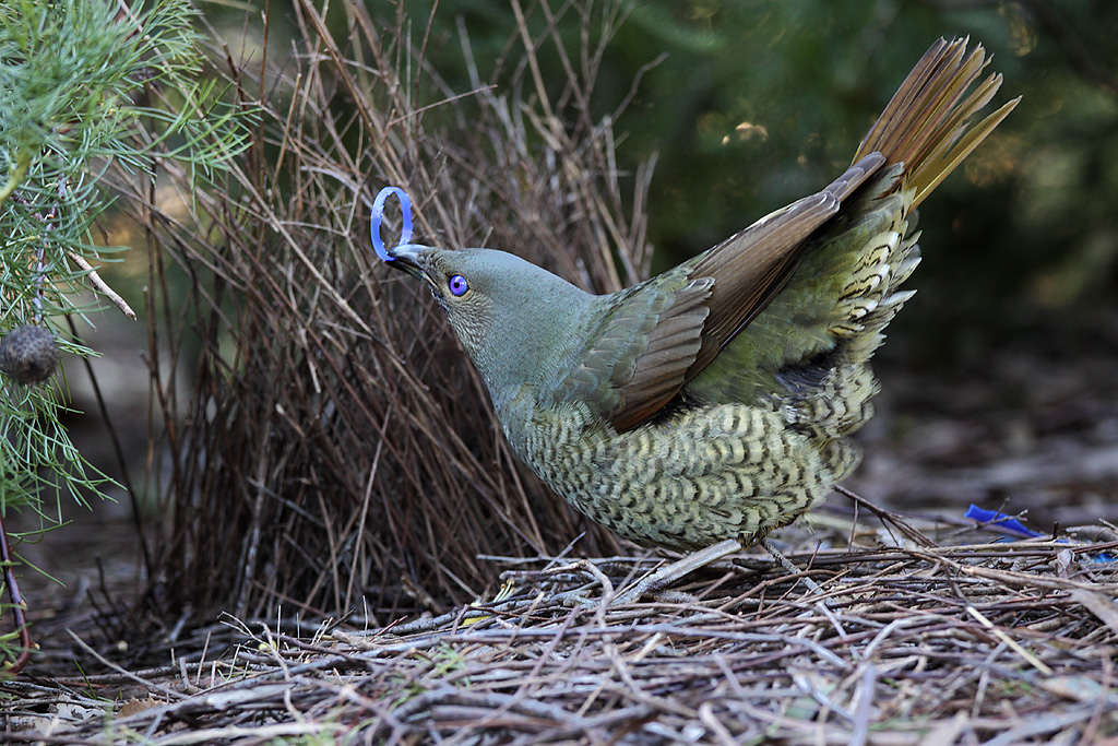 Bowerbird with a blue ring in its beak stands near a nest.