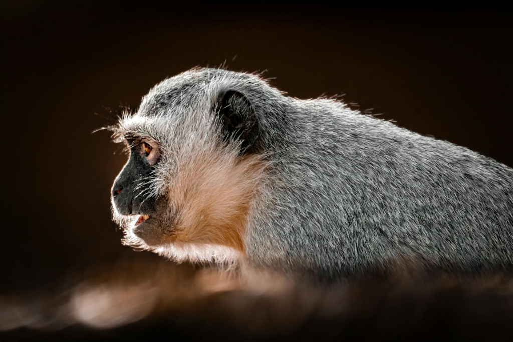 A stunning side profile of a vervet monkey captured in the wild.