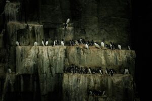 Thick-billed murres rest on rocky cliffs, showcasing natural avian wildlife.