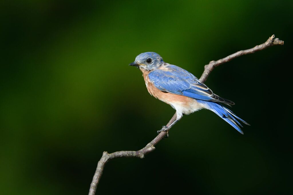 An Eastern Bluebird perched on a branch against a green background.