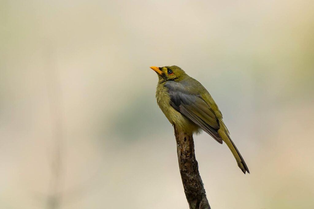 Close-up of a bell miner bird perched on a branch, showcasing its vibrant plumage.