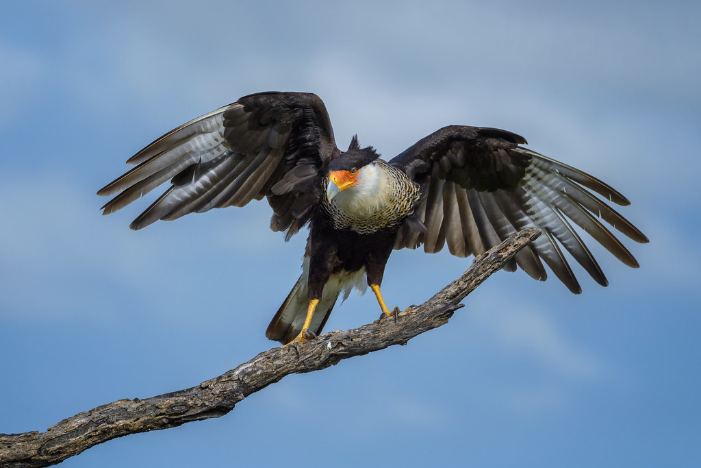 Crested Caracara spreads its wings while perched on a branch.