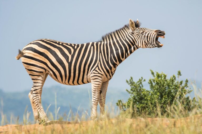 A zebra with black and white stripes is standing and opening its mouth.