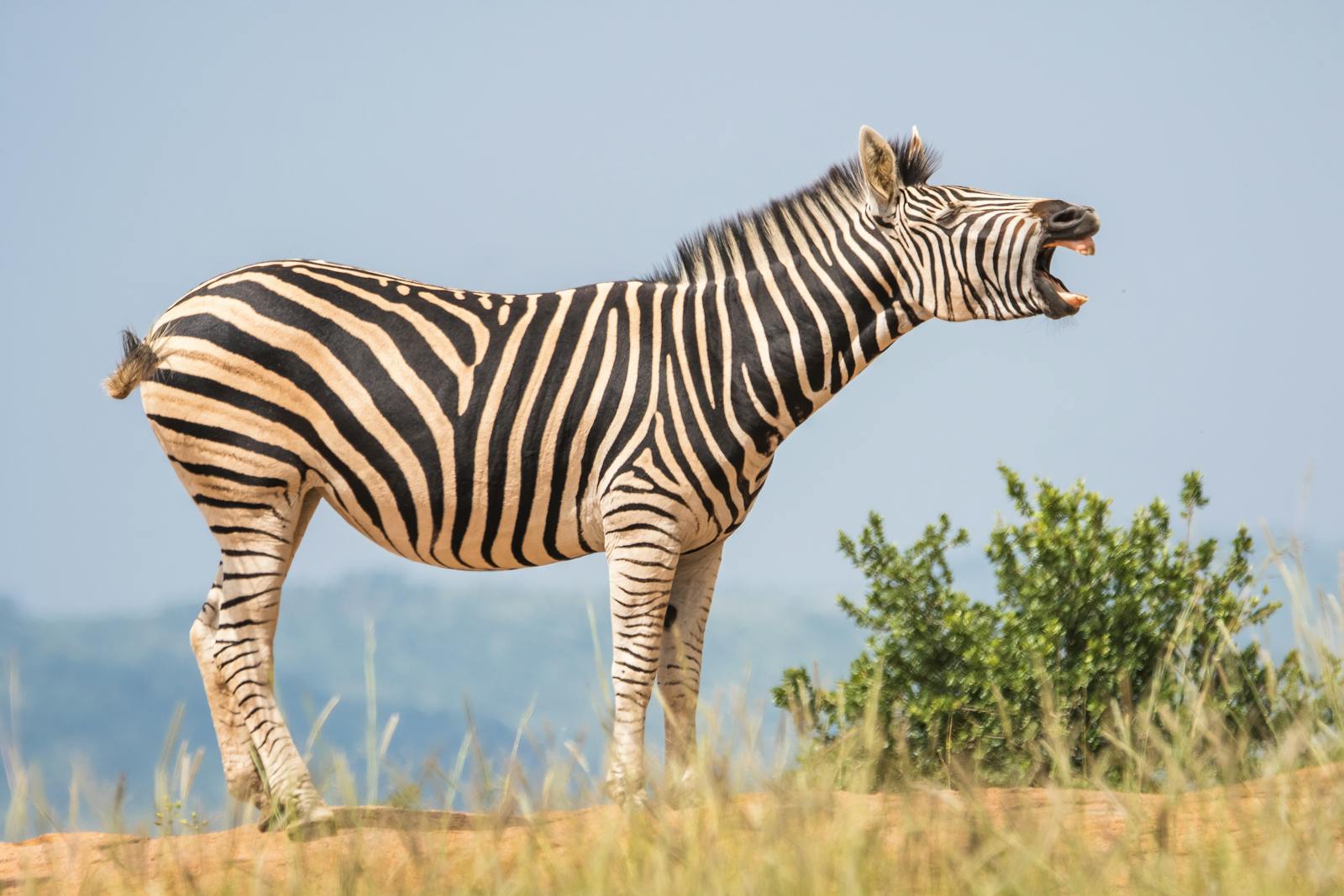 A zebra with black and white stripes is standing and opening its mouth.