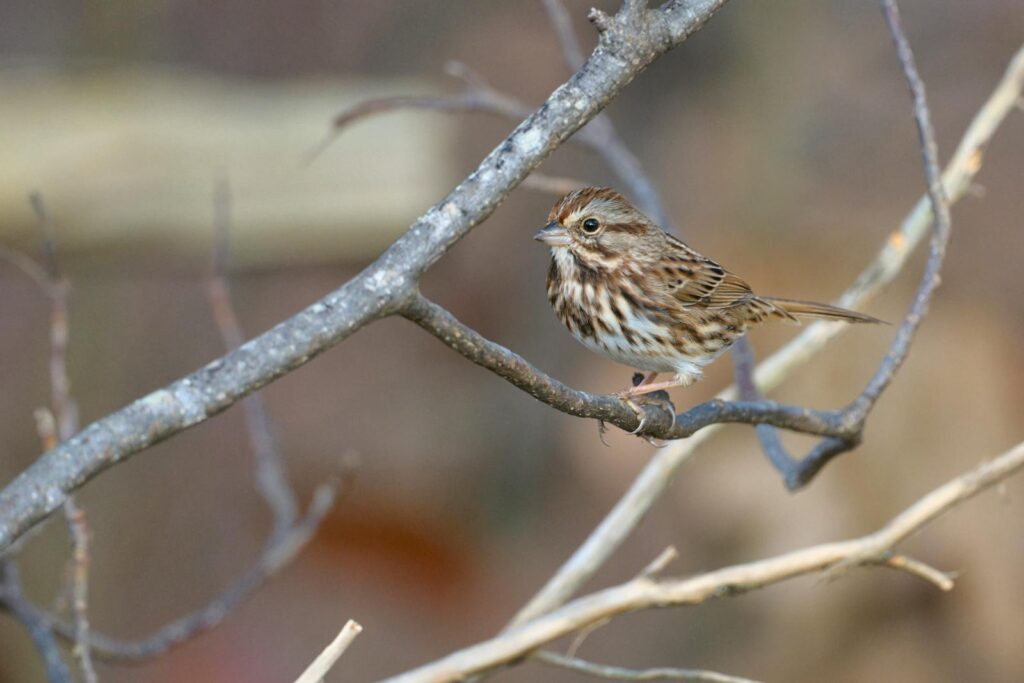 Close-up of a sparrow perched on a branch in its natural habitat, showcasing wildlife beauty.