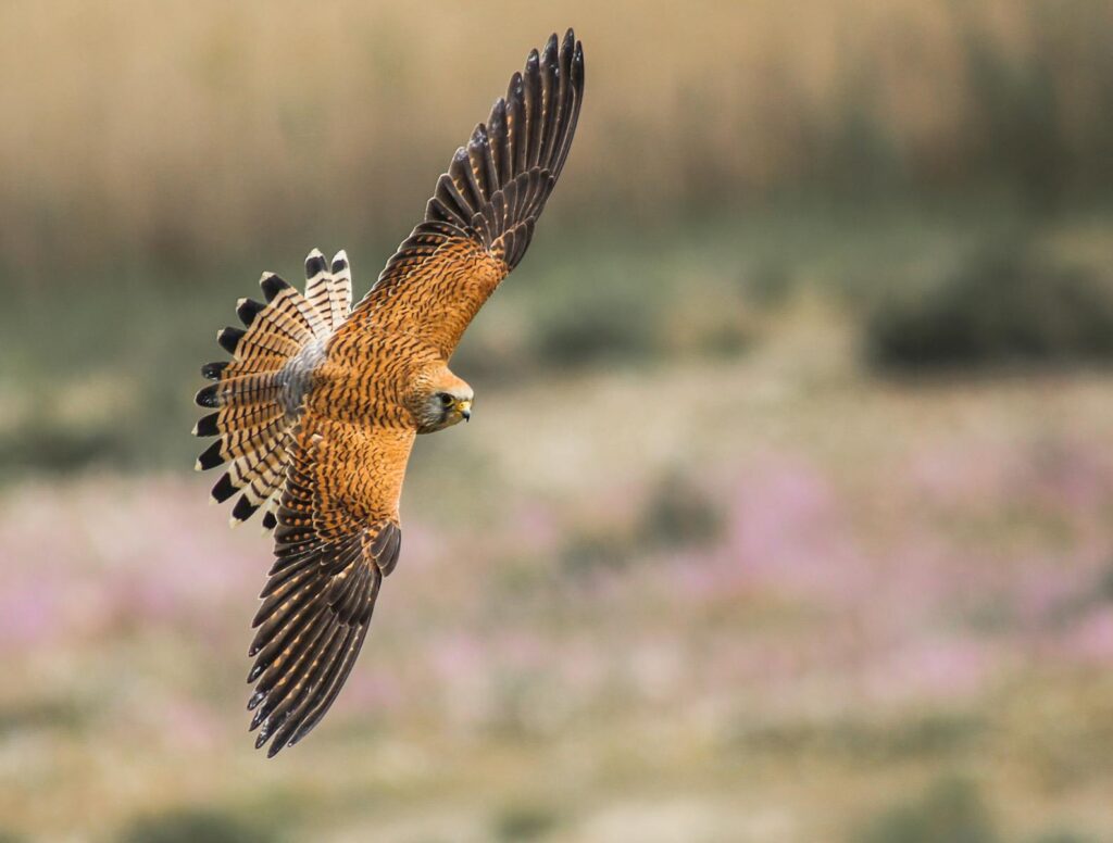 A kestrel with patterned wings soars through the air.