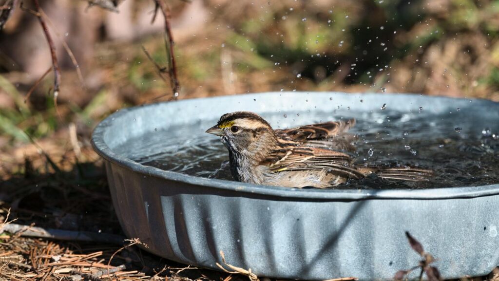 sparrow splashing blue bowl bird bath placed directly on the ground