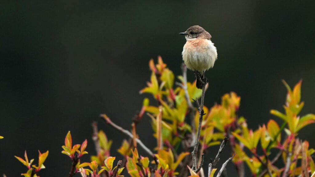 Stonechat perched on topa stem of vibrant shrubbery