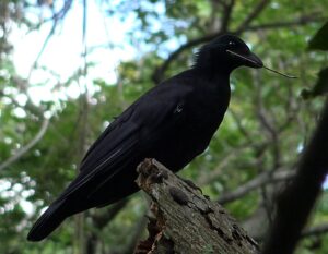A New Caledonian crow holds a tool in its beak.