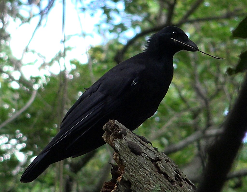 A New Caledonian crow holds a tool in its beak.