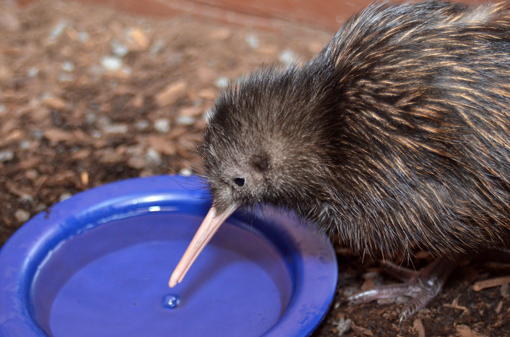 A kiwi bird drinking water, showing its long beak.