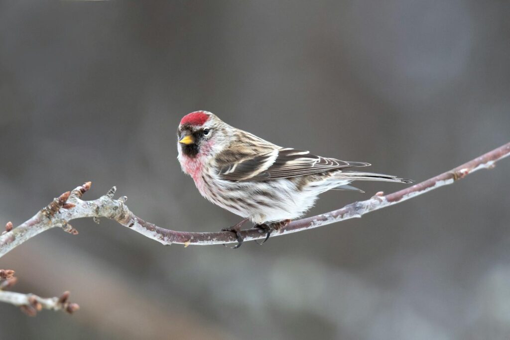 A vibrant Common Redpoll bird perched on a delicate branch during winter.
