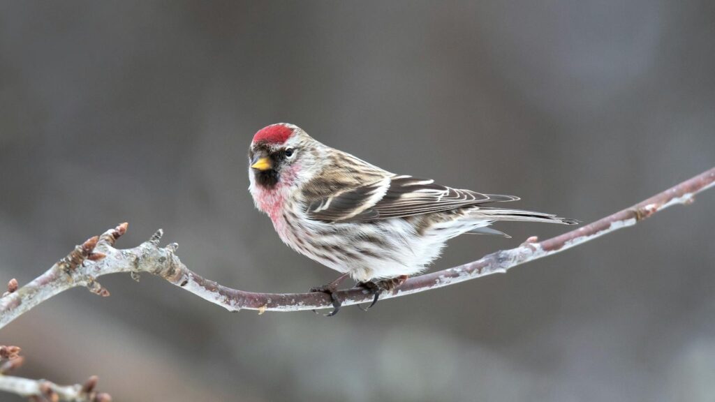 A vibrant Common Redpoll bird perched on a delicate branch during winter.