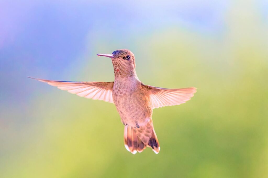 Close-up of a hummingbird in flight showcasing delicate wings and vibrant colors.