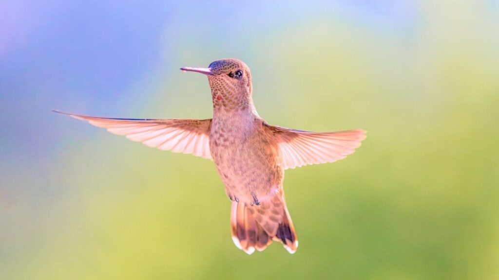 Close-up of a hummingbird in flight showcasing delicate wings and vibrant colors.