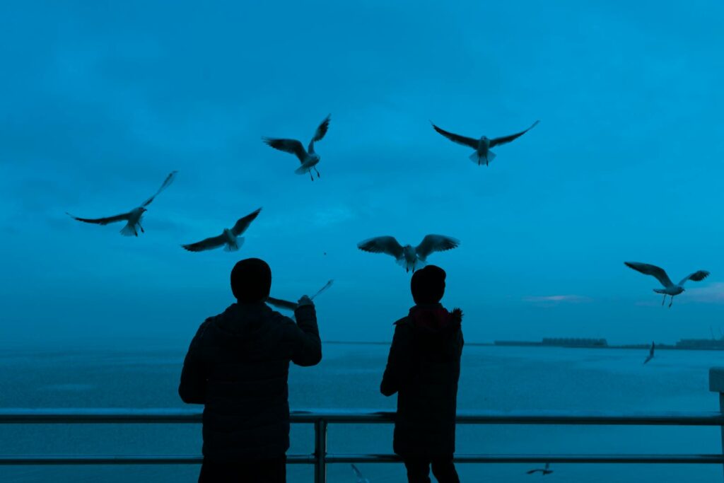 Silhouette of two people watching seagulls flying over a sea at twilight.