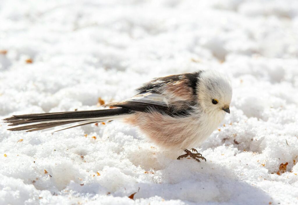 A fluffy Long-tailed tit with black and white feathers stands on snow.