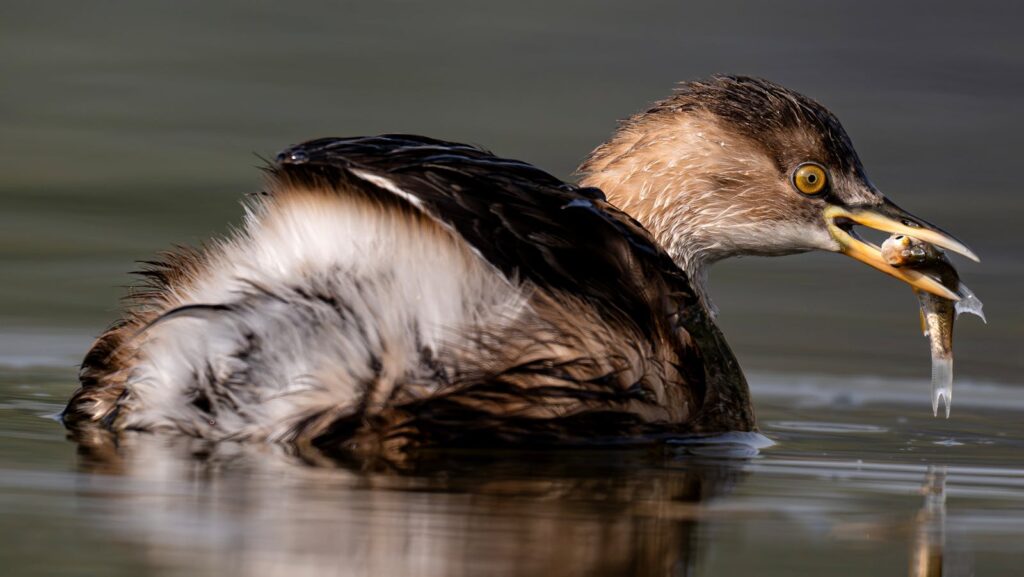 Close-up of an Australasian Grebe capturing fish in serene lake waters.