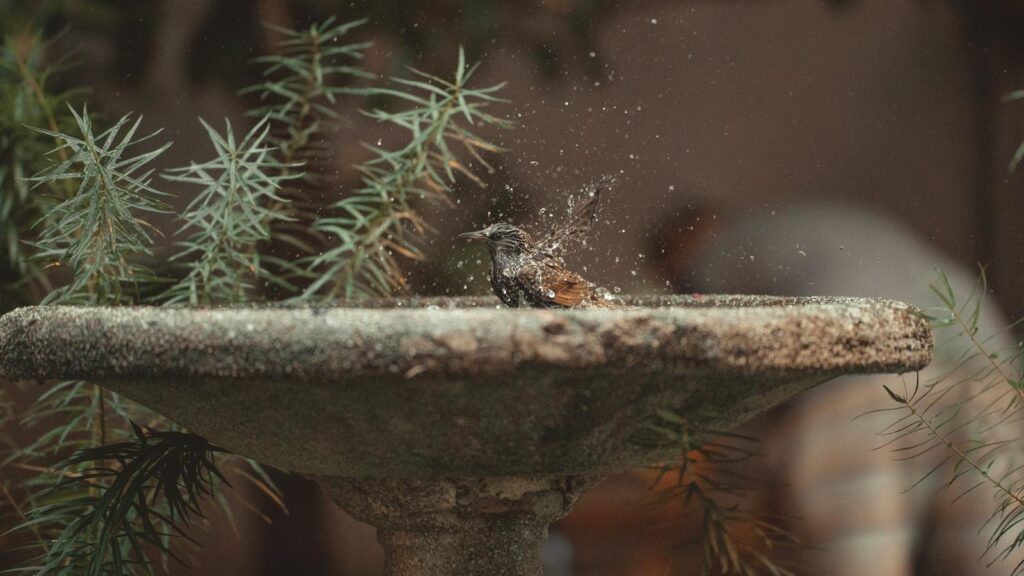 Starling bird splashing and bathing in a garden birdbath