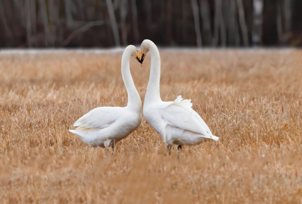 Two whooper swans in a field, showcasing romance and nature's beauty.