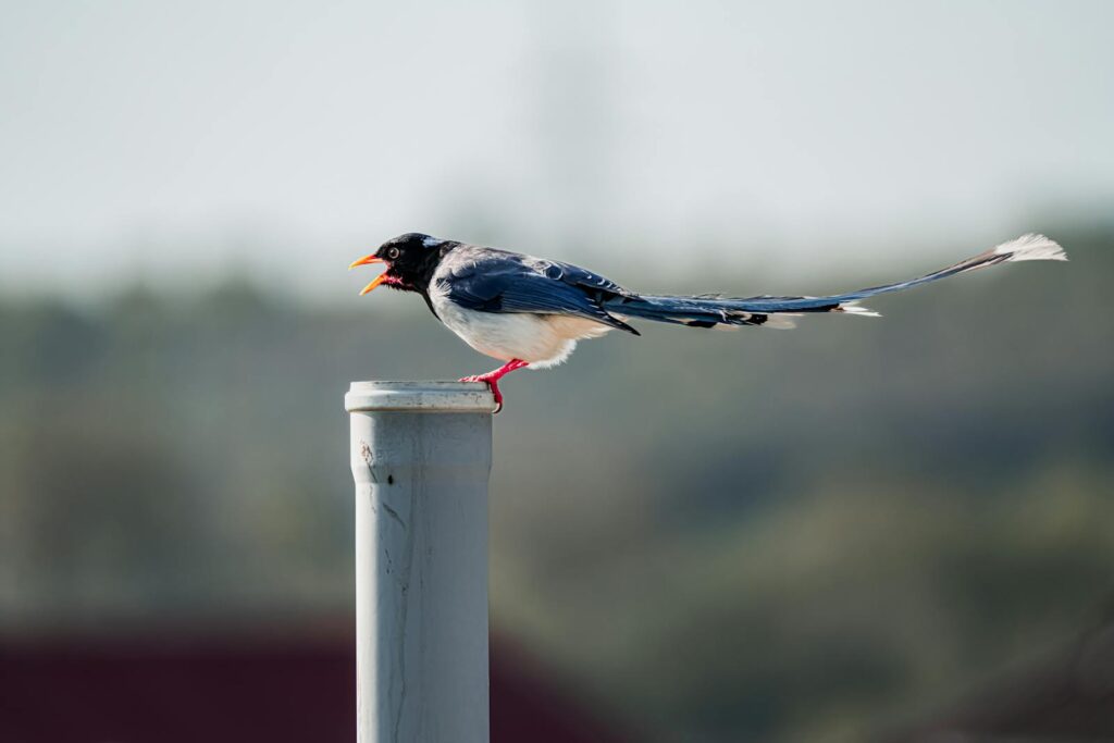 A vibrant magpie with striking plumage perched on a pole against a blurred natural background.