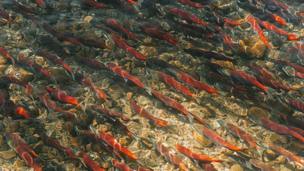 Mgrating Sockeye salmon swimming together in clear lake water