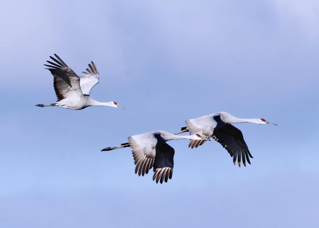 Three Sandhill Cranes gracefully flying against a blue sky.