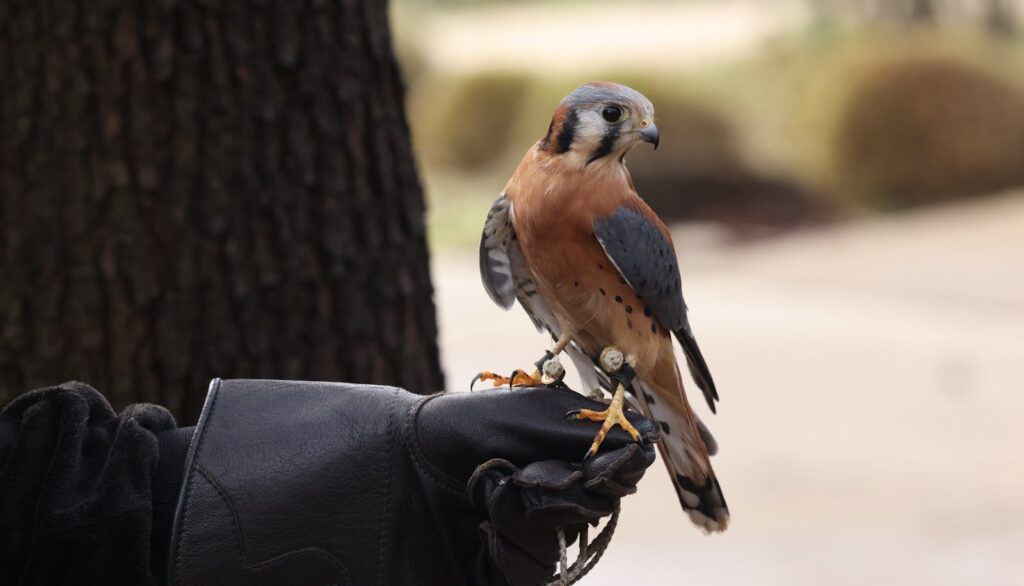 Close-up of an American Kestrel perched on a leather glove outdoors.